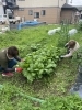 スタッフで収穫作業「HAPPY農園の小松菜、無農薬で初収穫！シャキシャキ食感の新鮮野菜ができました♪」