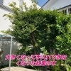 5m位の紅葉の木の剪定「庭木の整理」