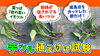 「そんな植え方で大丈夫!? 普通はやらないサツマイモの挿し方を行いました。　#耐暑性#酷暑　たねのハシモトミヤ」