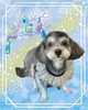 「Dog salon mofu mofu　余市町」