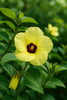 ハマボウ「🌼 今日の花：ハマボウ（浜朴）」