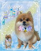 「Dog salon mofu mofu　余市町」