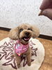 うめちゃん🎀「ペットホテルご利用のわんちゃん達🐶」