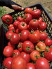 「トマト収穫🍅」