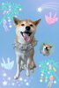 「Dog salon mofu mofu　余市町」