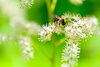 ヤグルマソウとミツバチ「受粉に励む昆虫たち。山野草公園では多くの昆虫たちが飛び交ってます。」