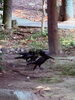 「【🐦‍⬛オカラスサミット🐦‍⬛】」