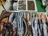 「📣本日入荷のお魚情報🐟  」