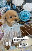 誕生日おめでとう！ミルクちゃん「お誕生日おめでとう)^o^(」