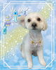 「Dog salon mofu mofu　余市町」