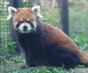 千葉市動物公園生まれのレッサーパンダ エイタくん「動物園への支援活動」
