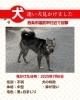 「【西条市福武甲付近】迷い犬、見かけました。鼻が短い黒白まだらの中型犬です。」