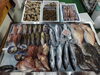 「📣本日のお魚情報🐟」