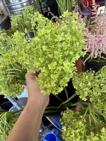 季節のお花「爽やかな薄黄緑のアジサイが入荷しました!夏に映える季節の花をどうぞ」