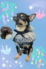 「Dog salon mofu mofu　余市町」
