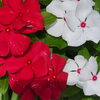 紅白の花「7/8のつぶやき💬」