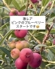 「激レア‼️ピンク🩷️のブルーベリー🫐➿」