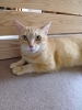 かつお「新入りさん【静岡市　葵区　猫カフェ　保護猫　里親募集】」