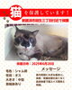 「迷い猫を保護しています【新居浜市垣生三丁目付近】」