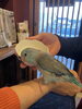 保護した青いインコ「迷いインコ保護しております」