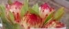 「個性的な南アフリカ花「プロテア」入荷してます！」