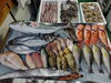 「📣本日のお魚情報🐟」