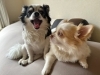 「愛犬とくつろげるカーライフのご提案 ～スタッフのチワワたちをご紹介～」