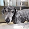 あ*め様 犬 トリミング ペット 散髪 こっちゃん ＊ #山口県#山口市#山口県トリミング#山口市