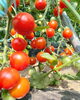 「１日5組限定🍅 トマト収穫体験のお知らせ📢」