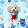 「Dog salon mofu mofu　余市町」