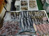 「📣本日のお魚情報🐟」
