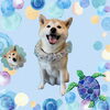 「Dog salon mofu mofu　余市町」