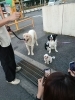 貝塚市□和泉市□高石市□からの生徒犬たち「大きくても小さくてもしつけは同じ」
