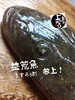 「マゴチ入荷致しました！」
