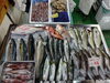 「📣本日のお魚情報🐟」