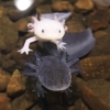 オオサンショウウオとウーパールーパー　〜かすみがうら市水族館で見るサンショウウオの不思議な世界