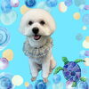 「Dog salon mofu mofu　余市町」
