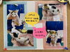 「子猫の里親さん募集についてのお知らせ」