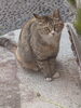 「まねき猫かな?」