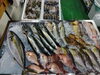 「📣本日入荷のお魚情報🐟」