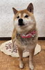 サクラちゃん「シャンプーで柴ちゃんのご来店」