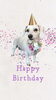 「Dog salon mofu mofu　余市町」
