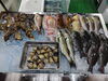 「📣本日のお魚情報🐟」