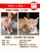 「【西条市】里親募集のお知らせ！」