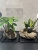珍しい“軽石コラボ”観葉植物が新入荷！涼しげなインテリアにおすすめ