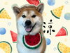 「Dog salon mofu mofu　余市町」