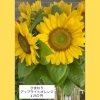 「夏を彩る「アップライトオレンジ」ひまわりが入荷中！」