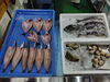 「📣本日のお魚情報🐟」