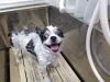 「チラっ！チラっ！【どっぐさろんあきゅ　京都市南区上鳥羽　ペットサロン　小型犬専門　トリミング】」