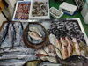 「📣本日のお魚情報🐟」